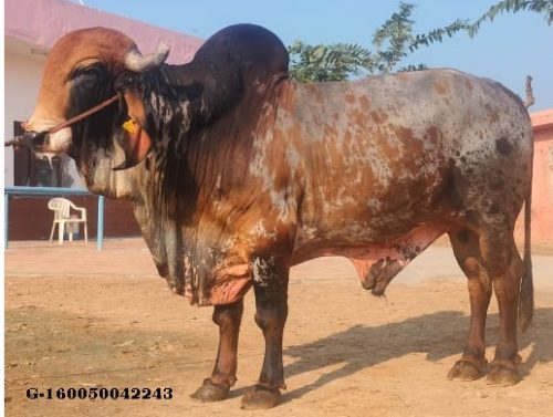 Vibhor